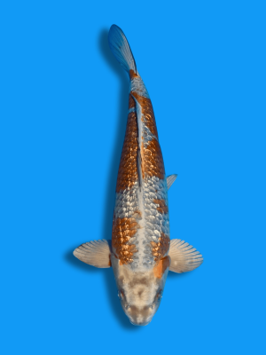 Ginrin Ginga  | Koi&Co.